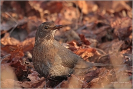 <p>KOS ČERNÝ (Turdus merula) /Common blackbird - Amsel/</p>